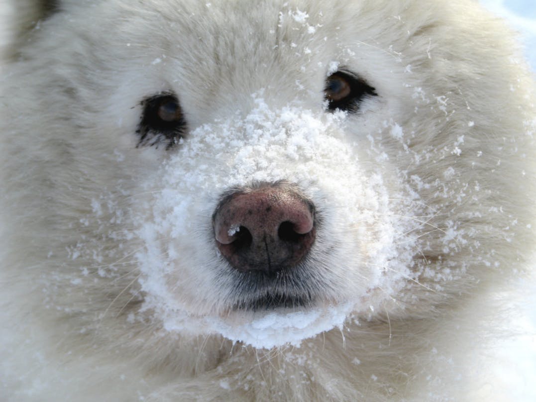 Samoyède avec de la neige sur le museau