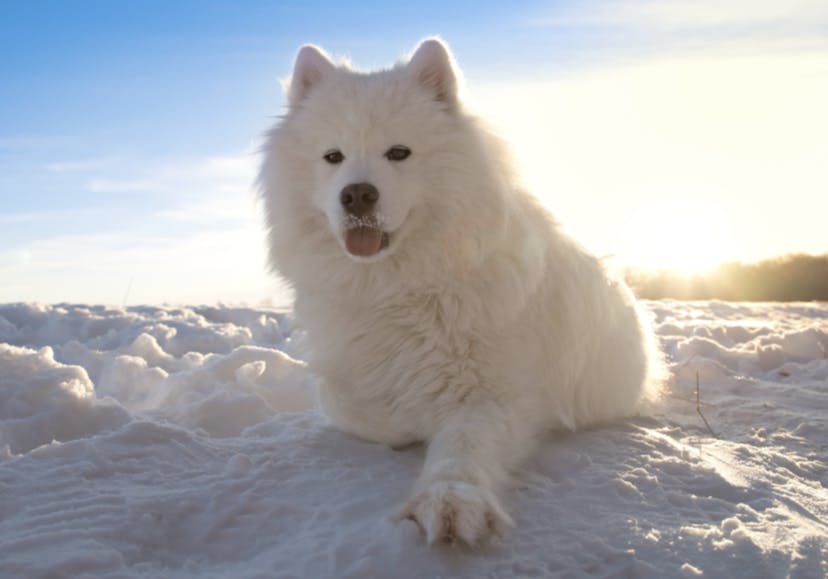Samoyède qui joue dans la neige
