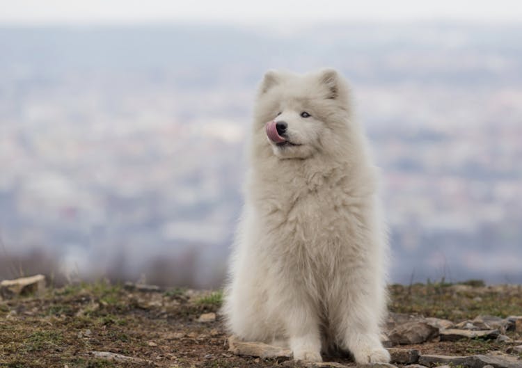 Bébé Samoyède qui tire la langue