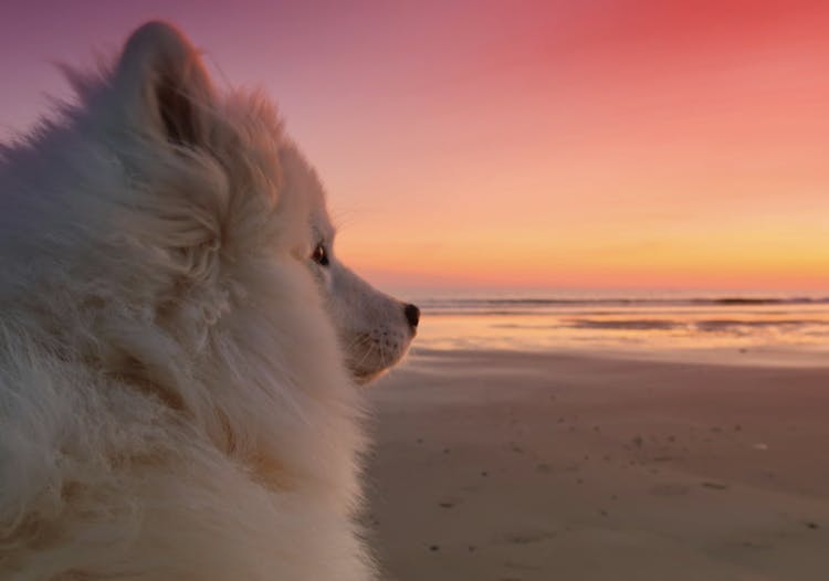 Samoyède à la plage