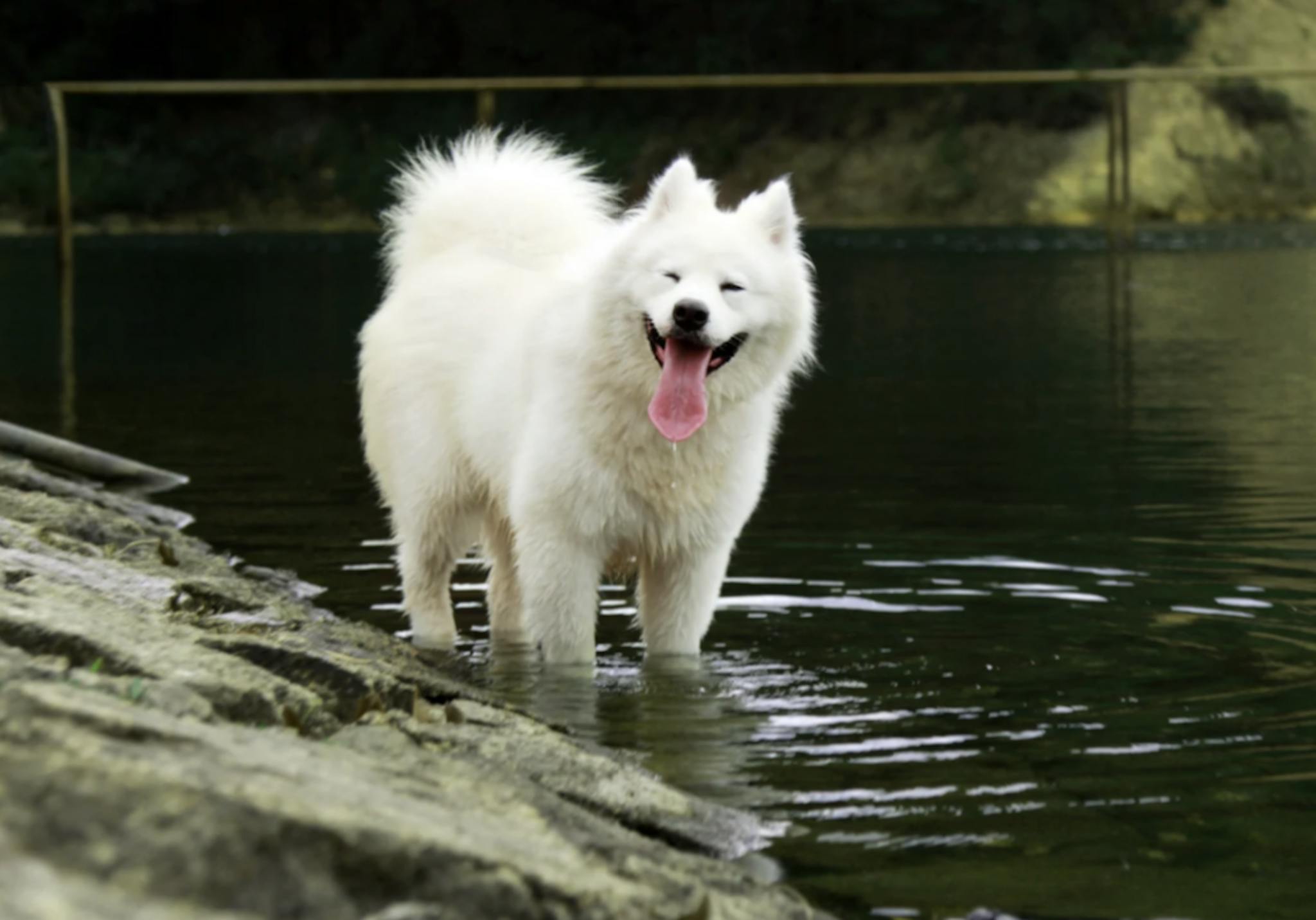 Samoyède qui trempe les pattes dans l'eau