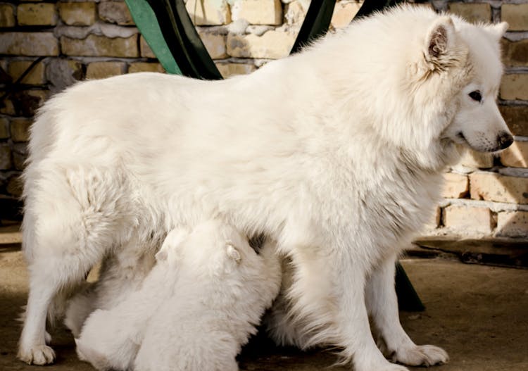 Maman Samoyède qui nourrit ses petits