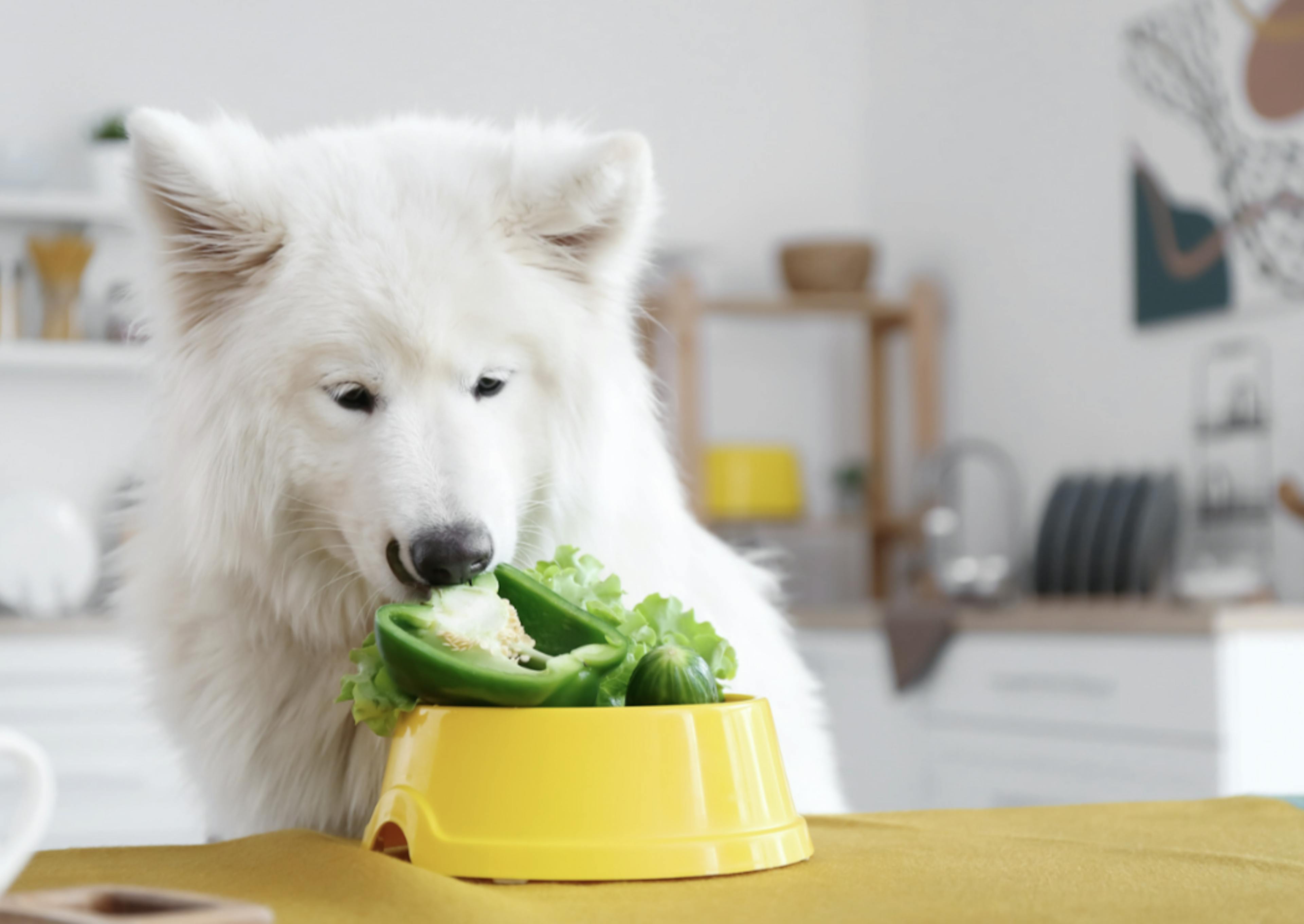 Samoyède qui mange des légumes
