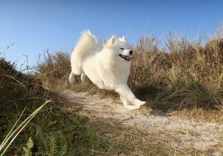 Samoyède qui court sur le sable