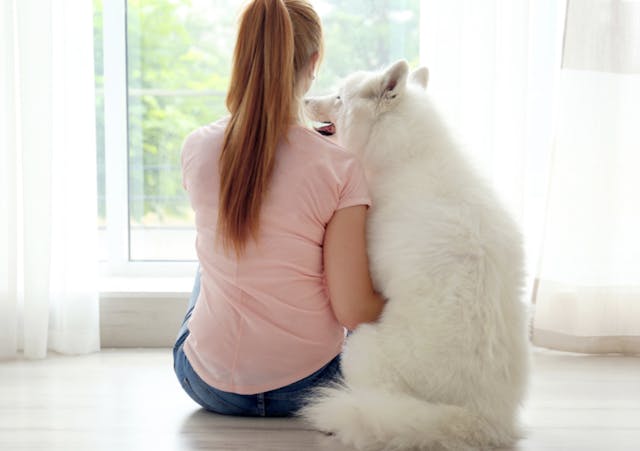 Samoyède qui joue avec sa maitresse