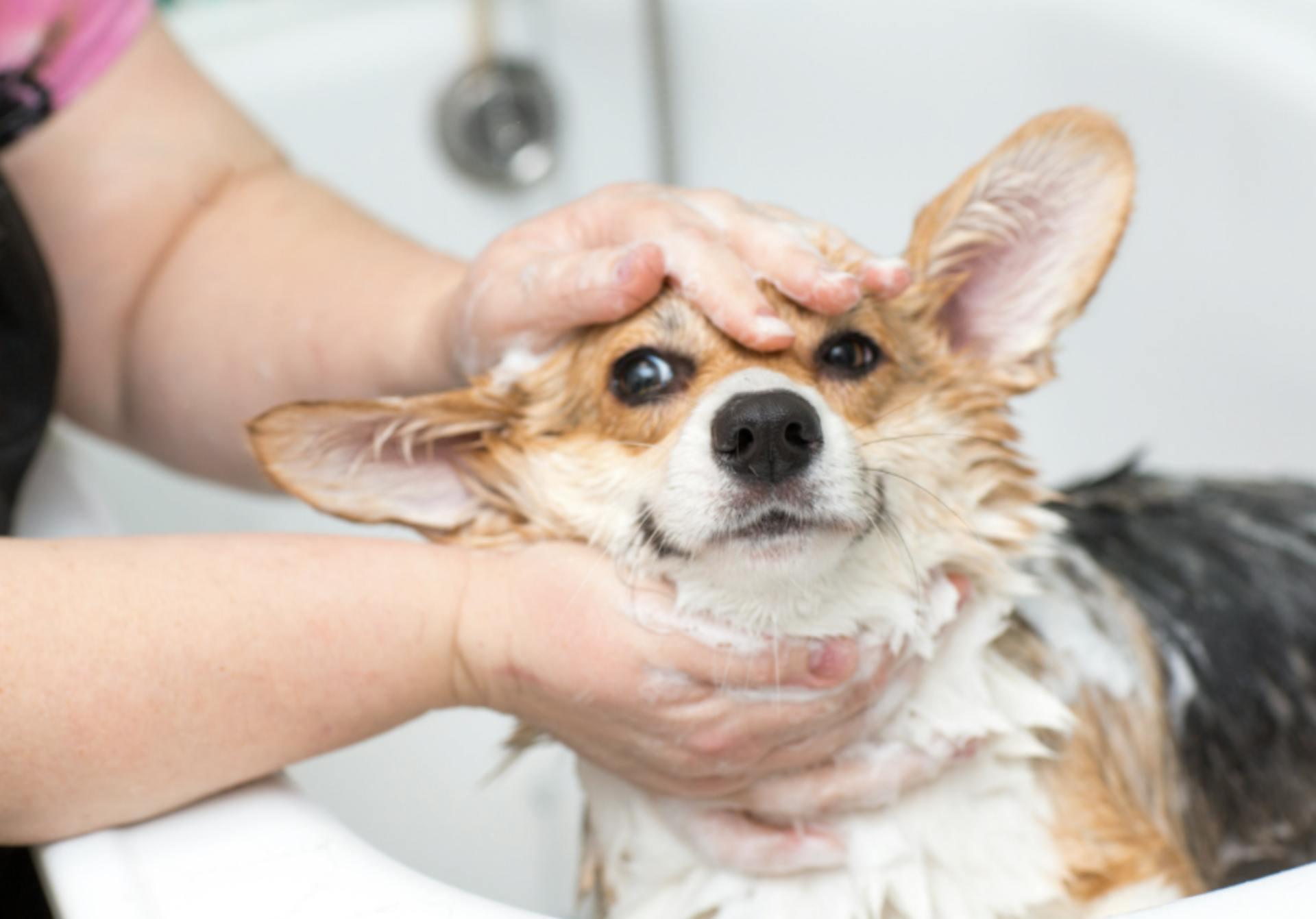 Corgi qui se fait toiletter