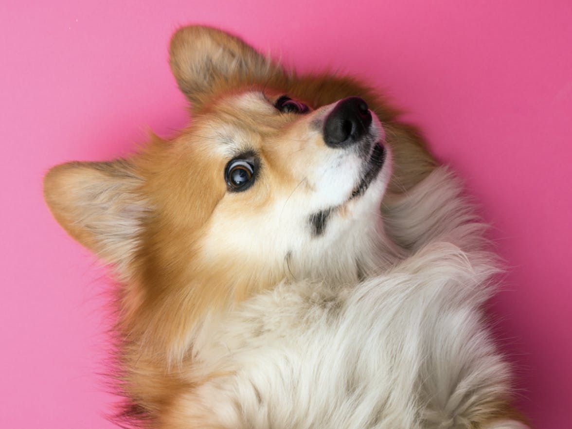 Corgi qui prend la pose sur un fond rose