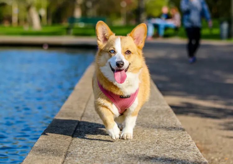 Corgi qui marche au bord de l'eau 