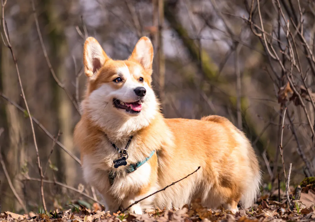 Corgi qui se balade en forêt