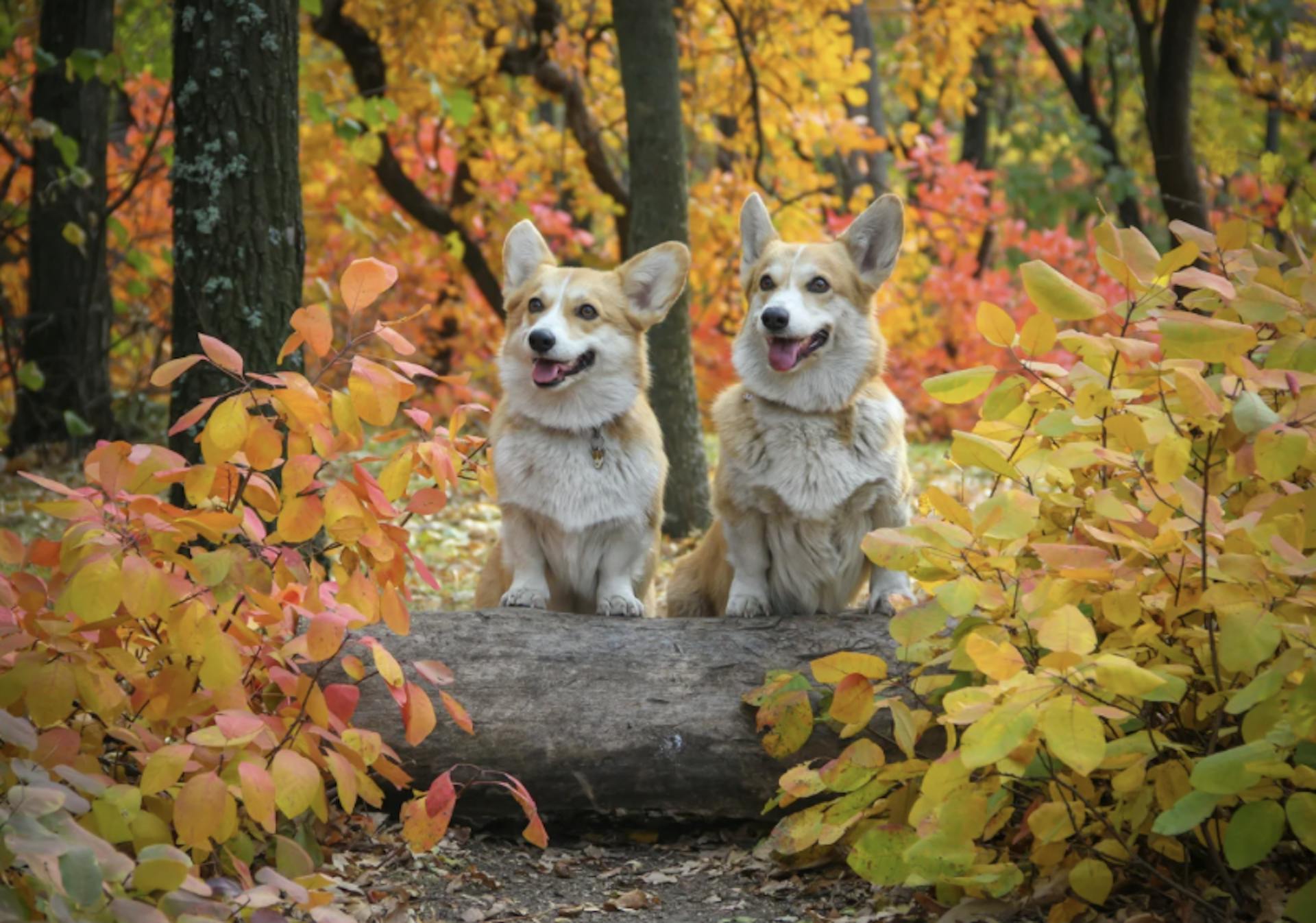 Deux Corgi debout sur un tronc