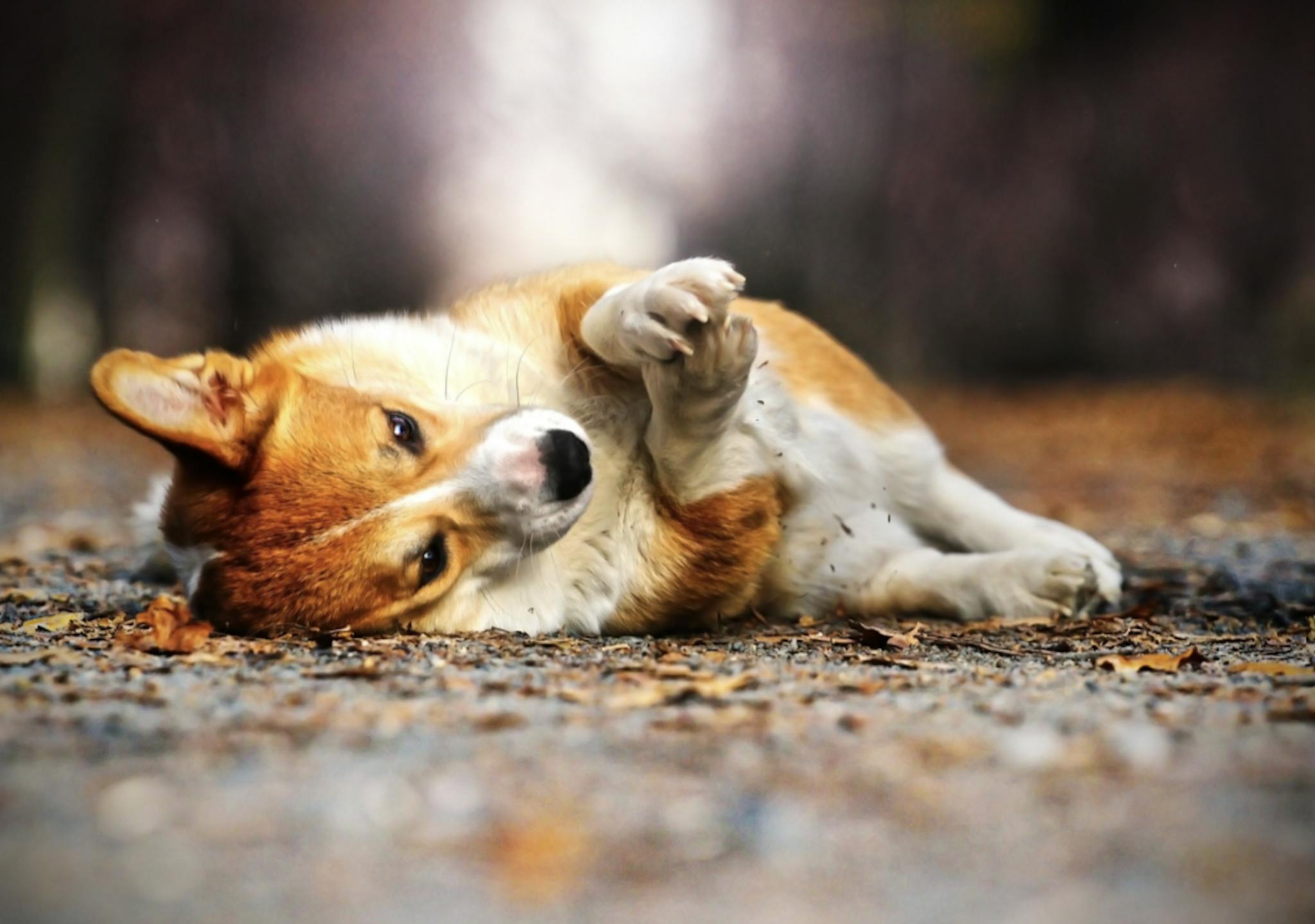 Corgi qui joue dans la terre