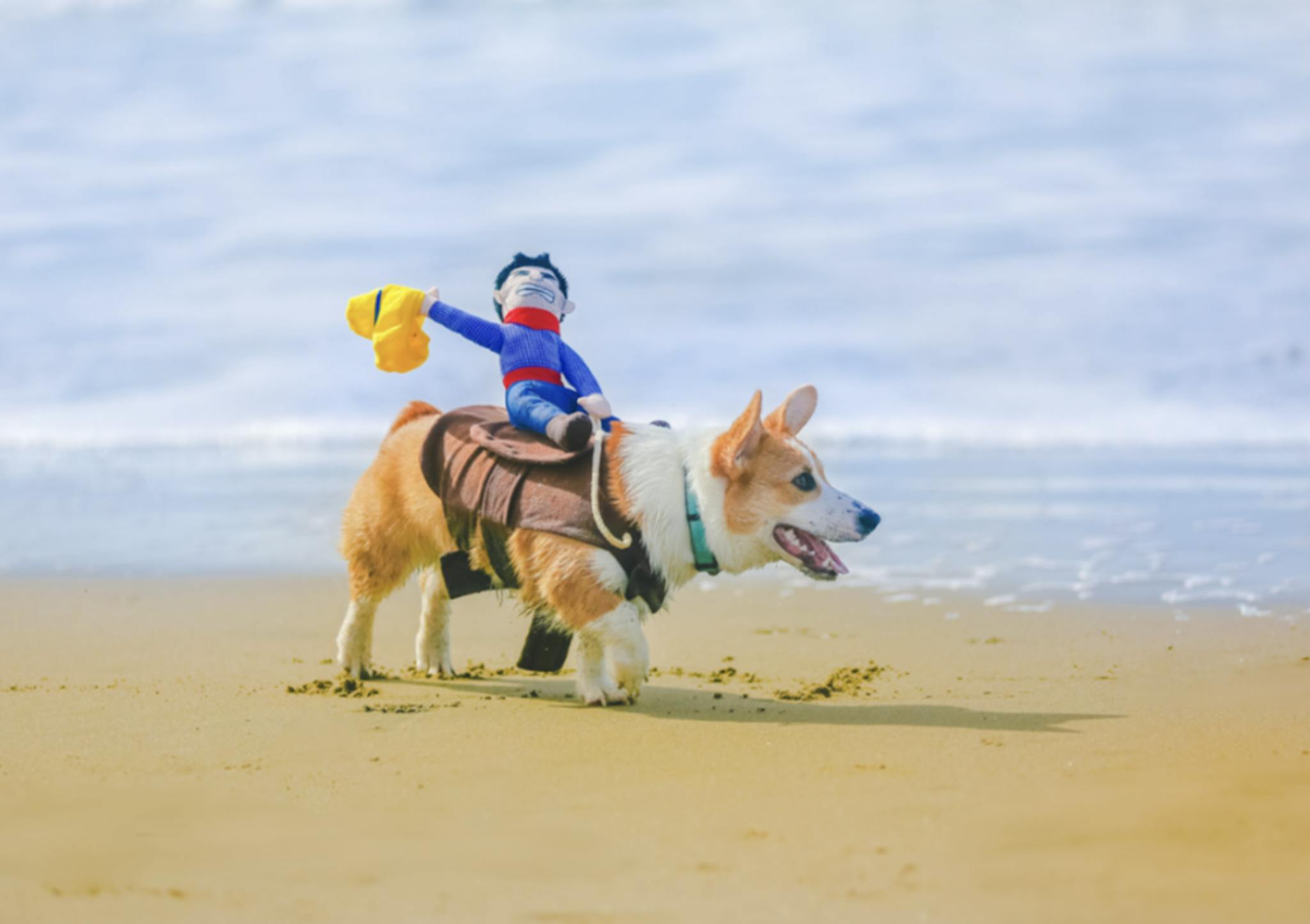 Corgi sur la plage avec une marionnette sur le dos