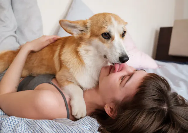 Corgi qui fait un bisou à sa maitresse