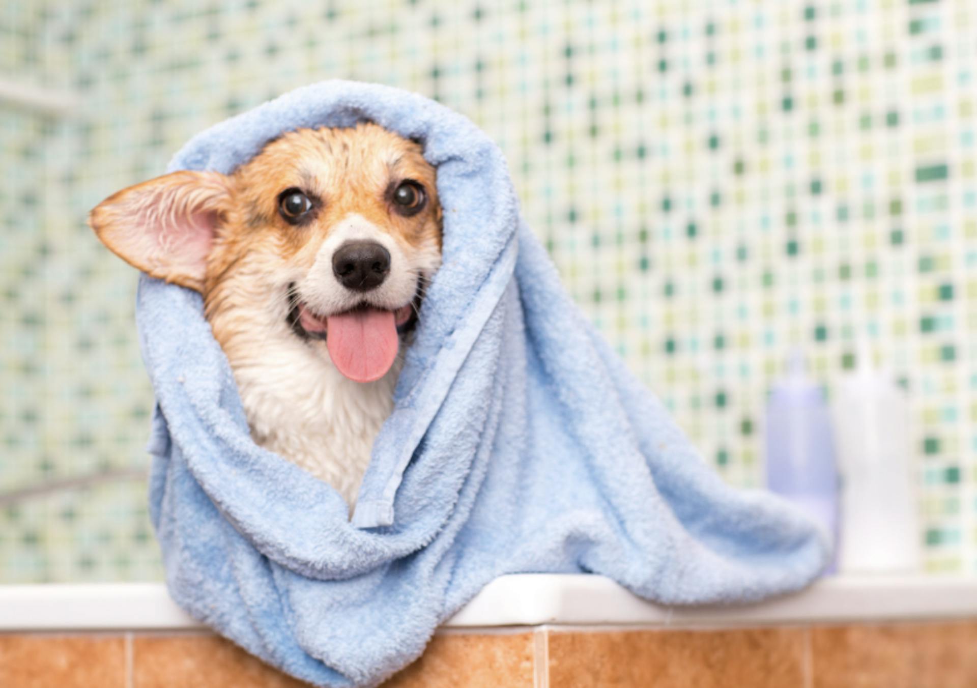 Corgi avec un peignoir dans le bain