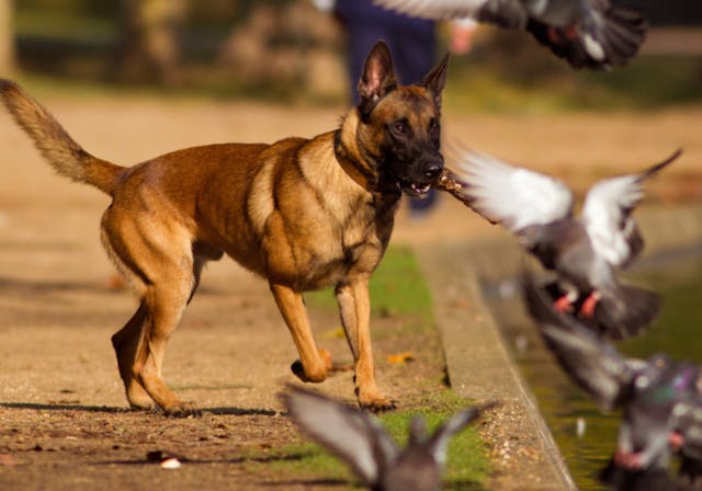 Malinois qui regarde des pigeons voler