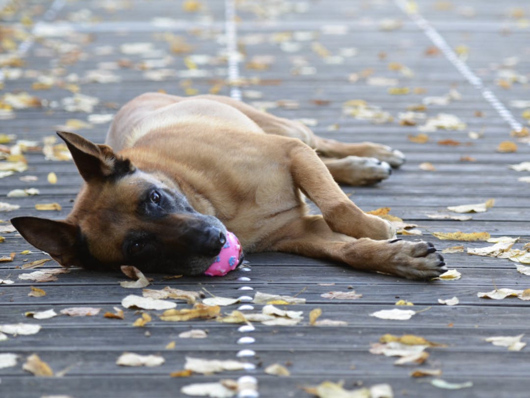 Malinois couché avec une balle dans la bouche