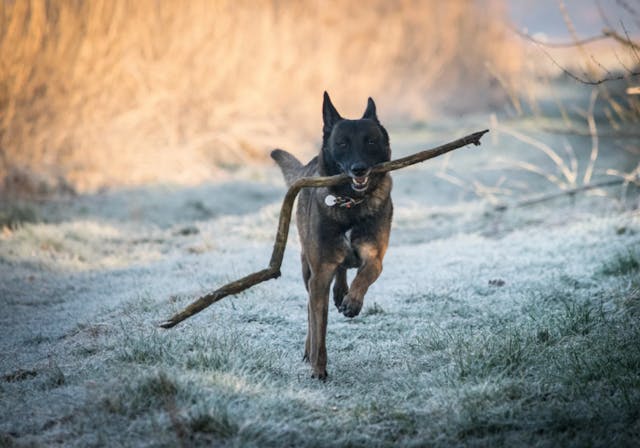 Malinois qui court avec un bâton