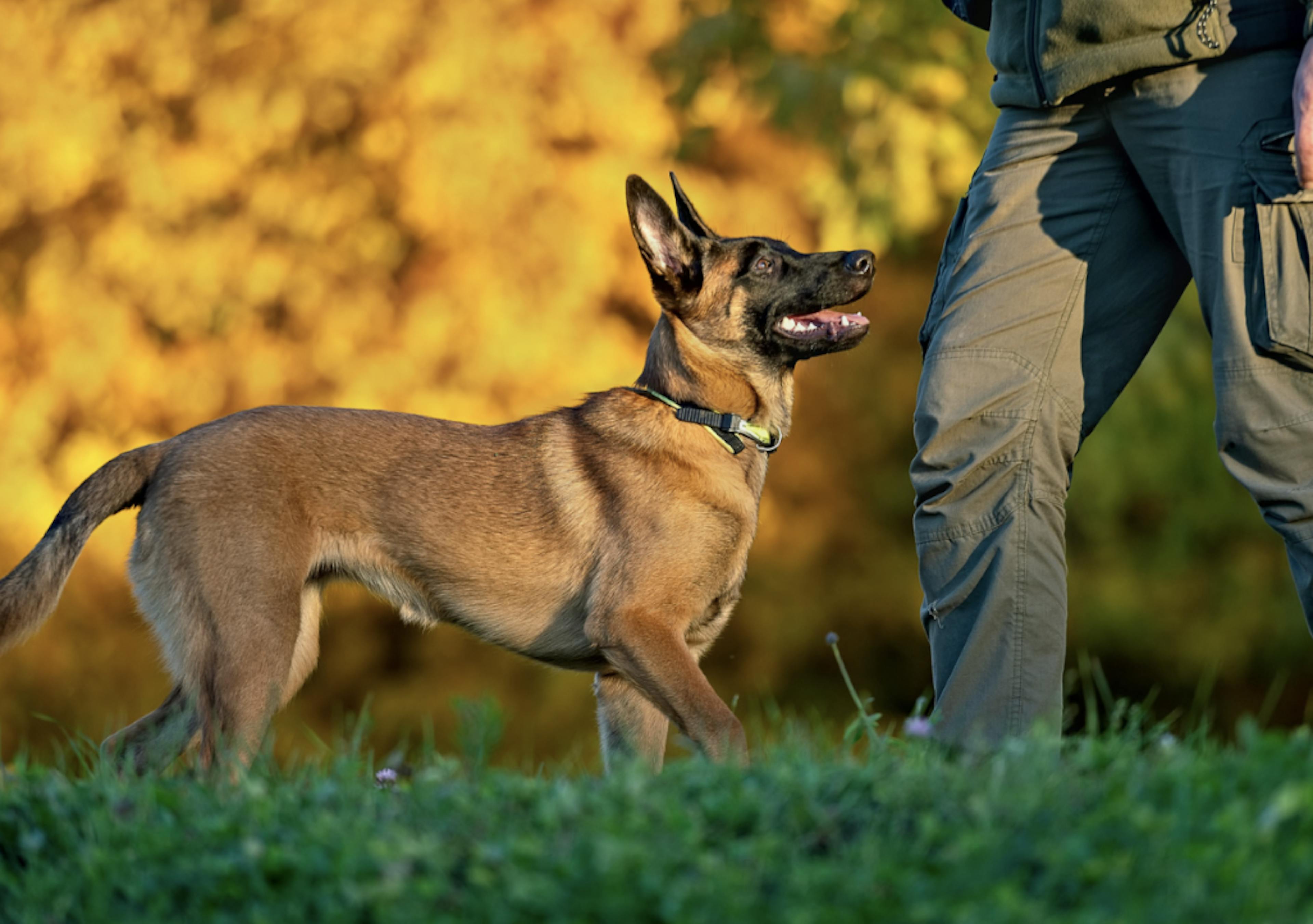 Malinois qui travaille des cours d'éducation 