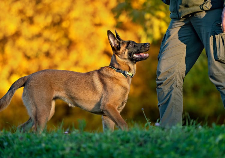 Malinois qui travaille des cours d'éducation 