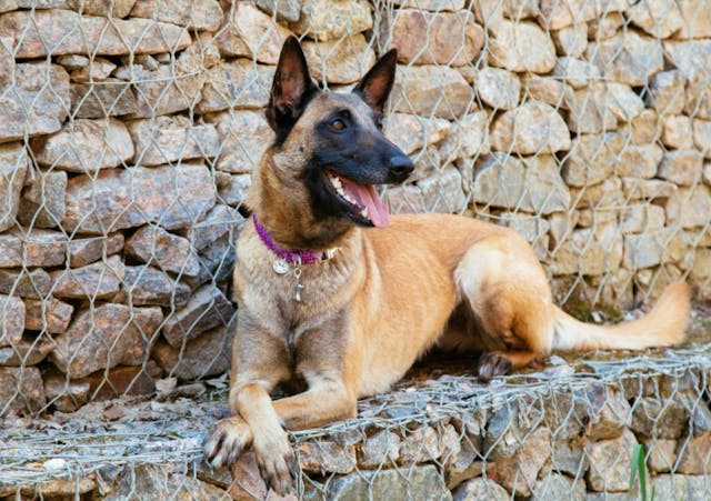 Malinois couché devant un mur de pierre