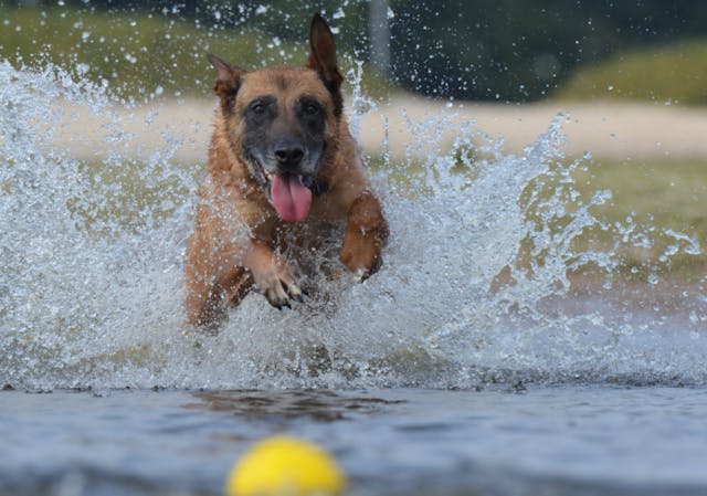 Malinois qui court dans l'eau pour attraper sa balle 