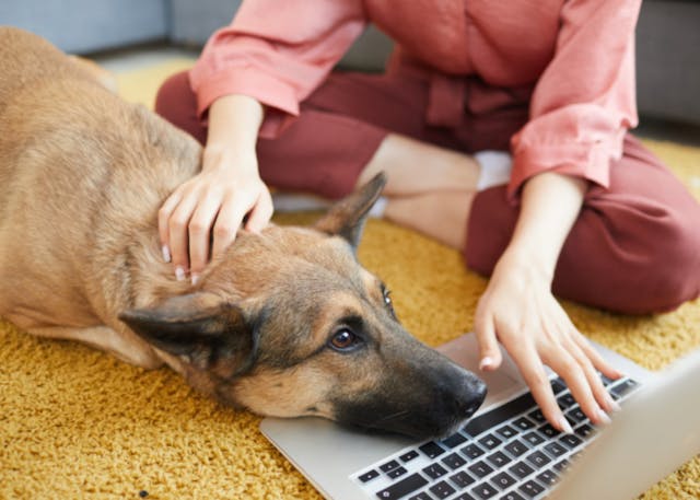 Malinois qui regarde l'ordinateur avec sa maitresse