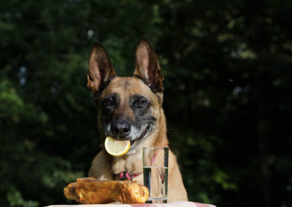 Malinois qui mange un morceau de citron