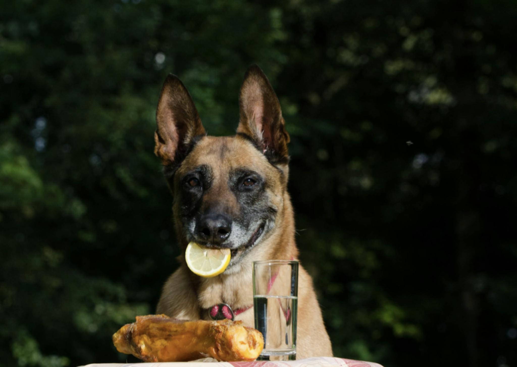 Malinois qui mange un morceau de citron 