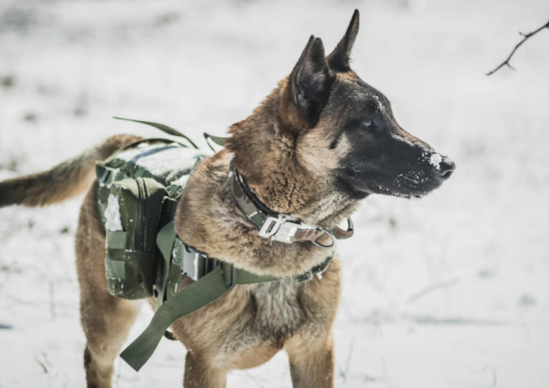 Malinois avec un harnais militaire dans la neige