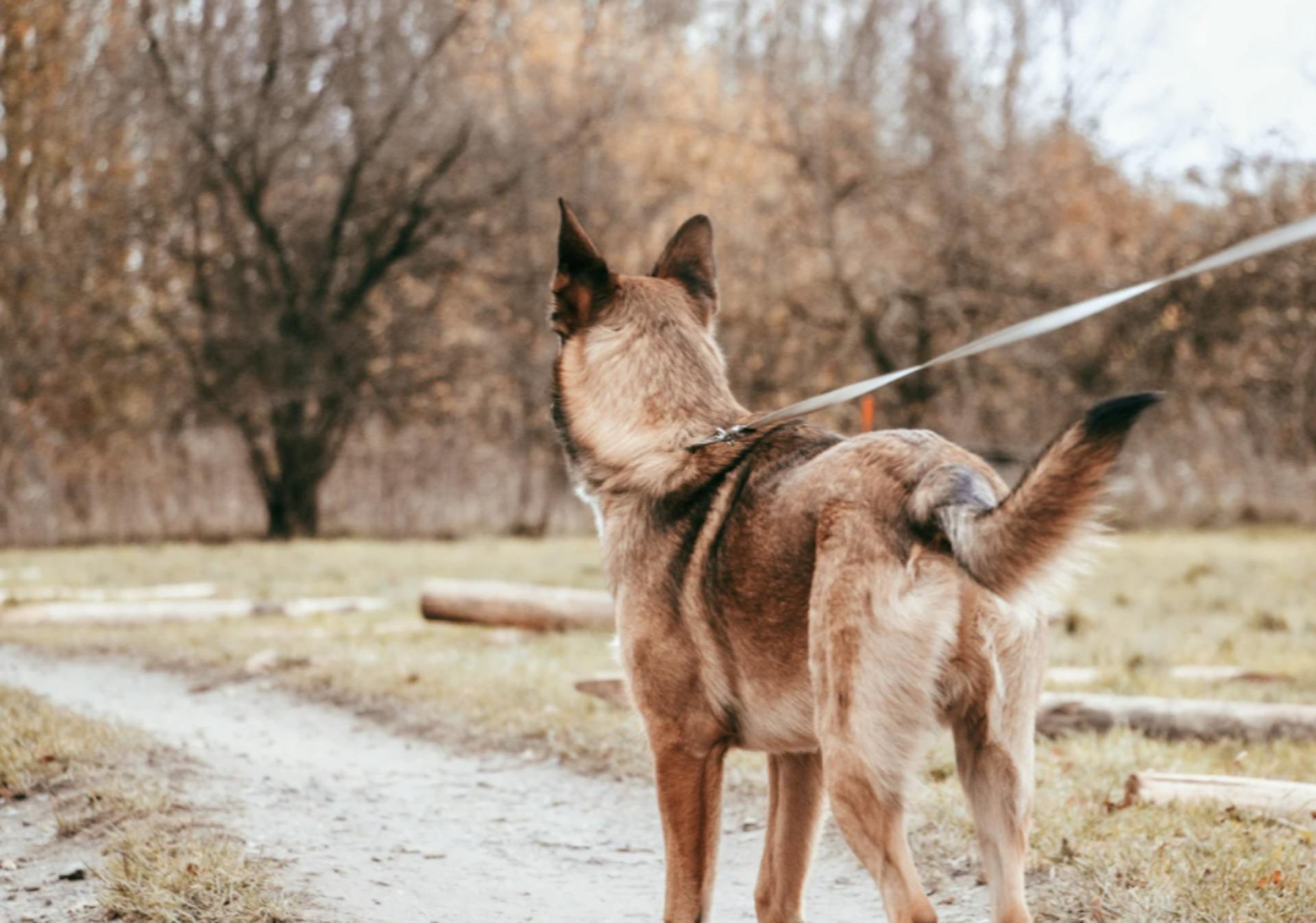 Malinois qui se balade en laisse