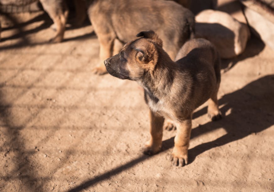 Chiot Malinois