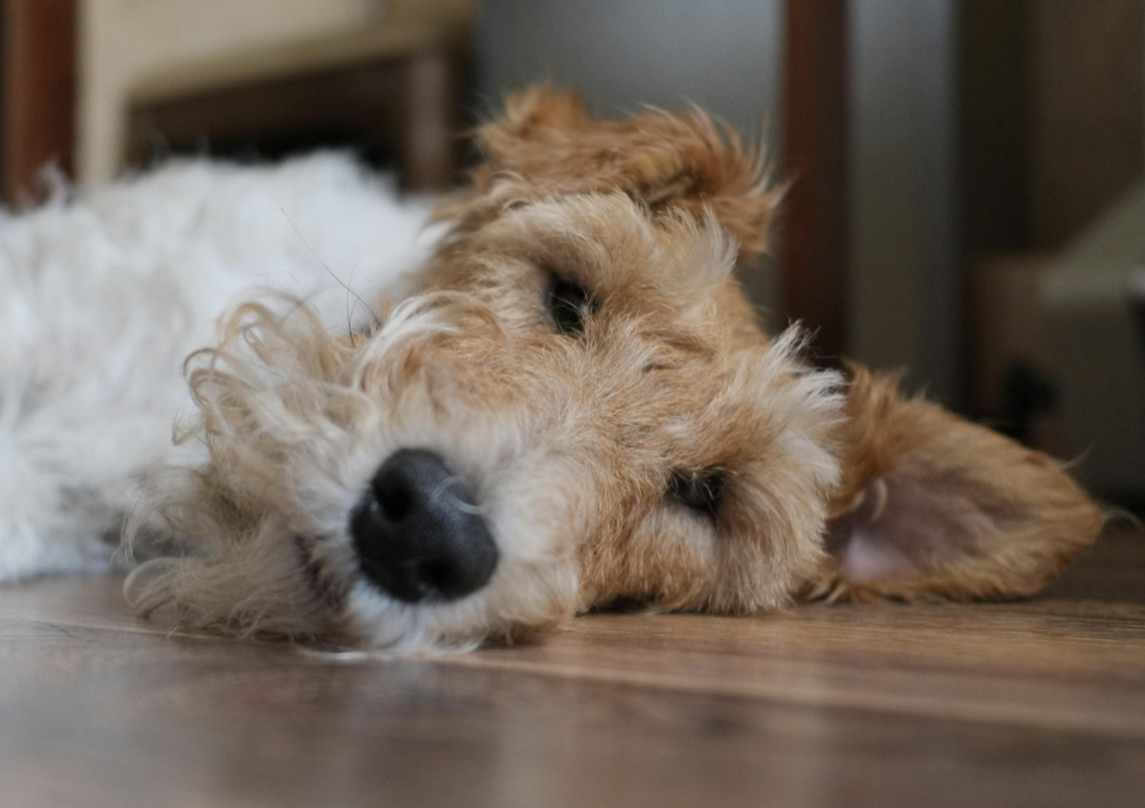 Fox Terrier couché