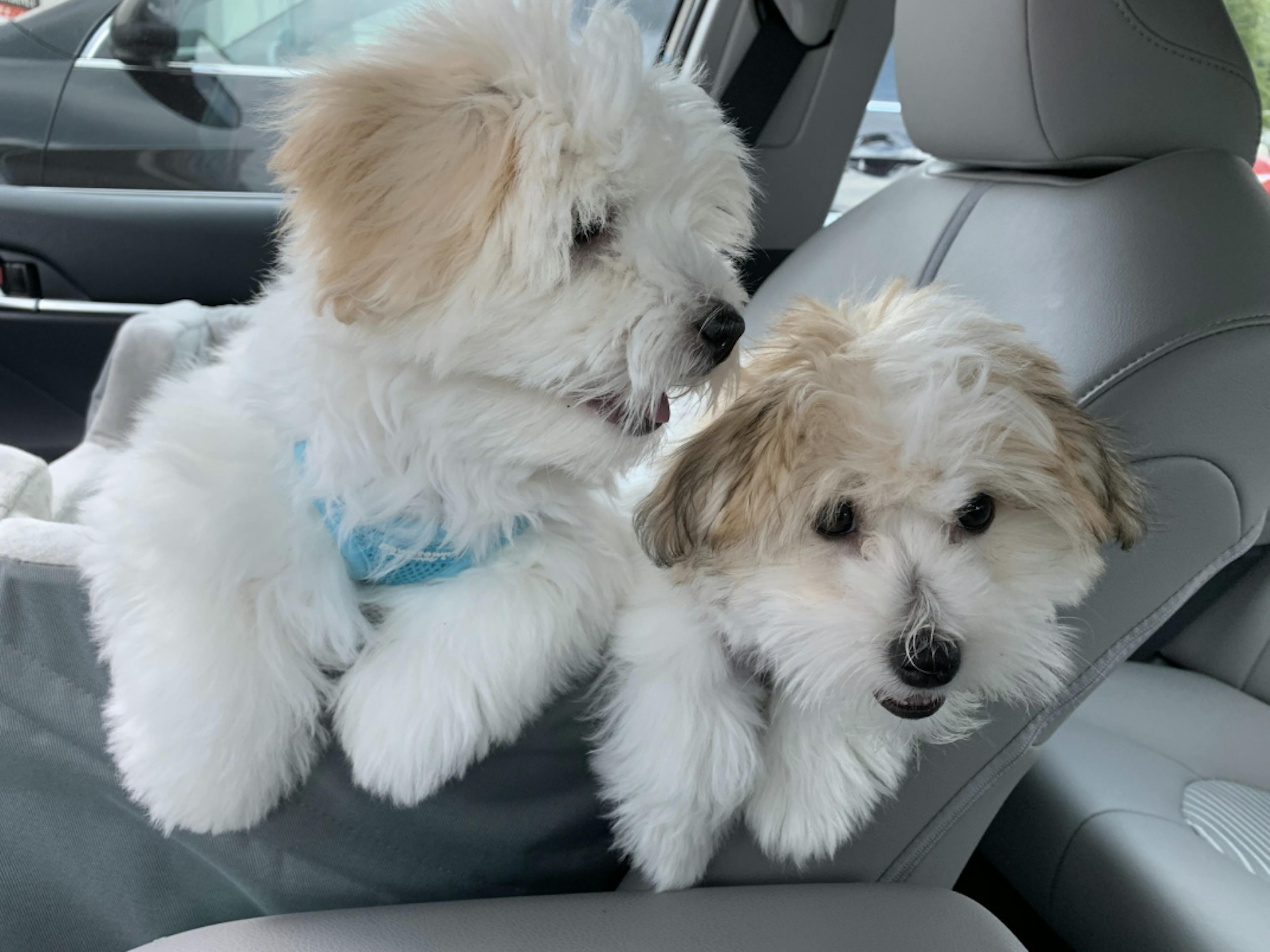 Deux Coton de Tuléar assis dans une voiture 