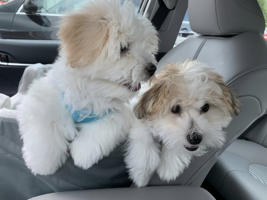 Deux Coton de Tuléar assis dans une voiture
