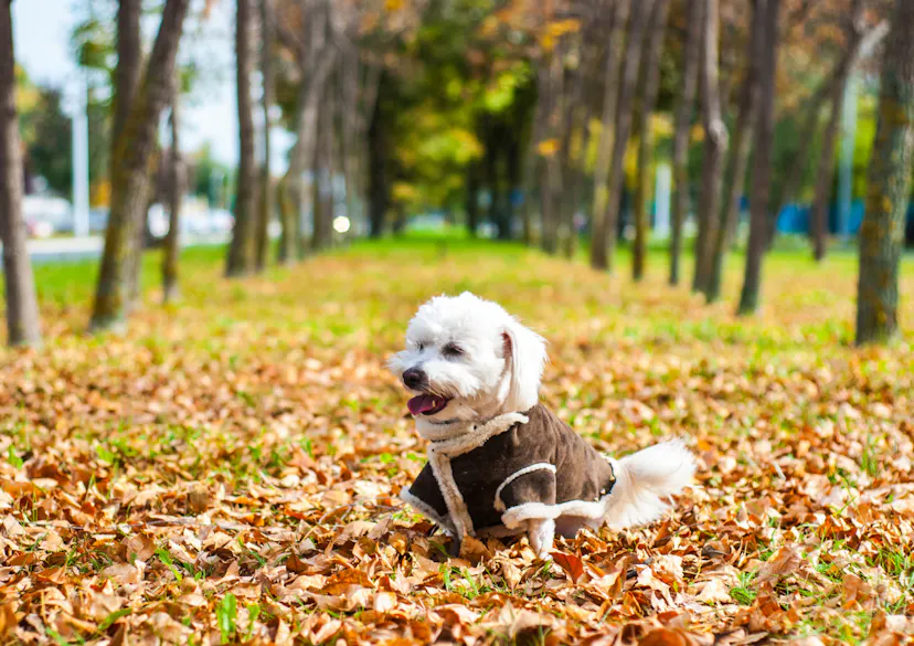Deux Cotons de Tuléar assis dans les feuilles d'automne