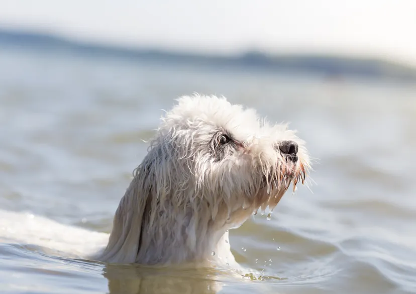 Coton de Tuléar qui nage 