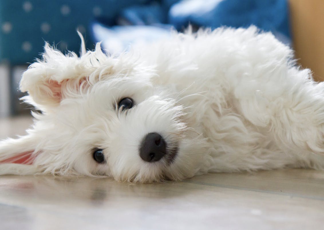 Petit Coton de Tuléar couché