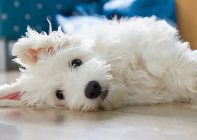 Petit Coton de Tuléar couché