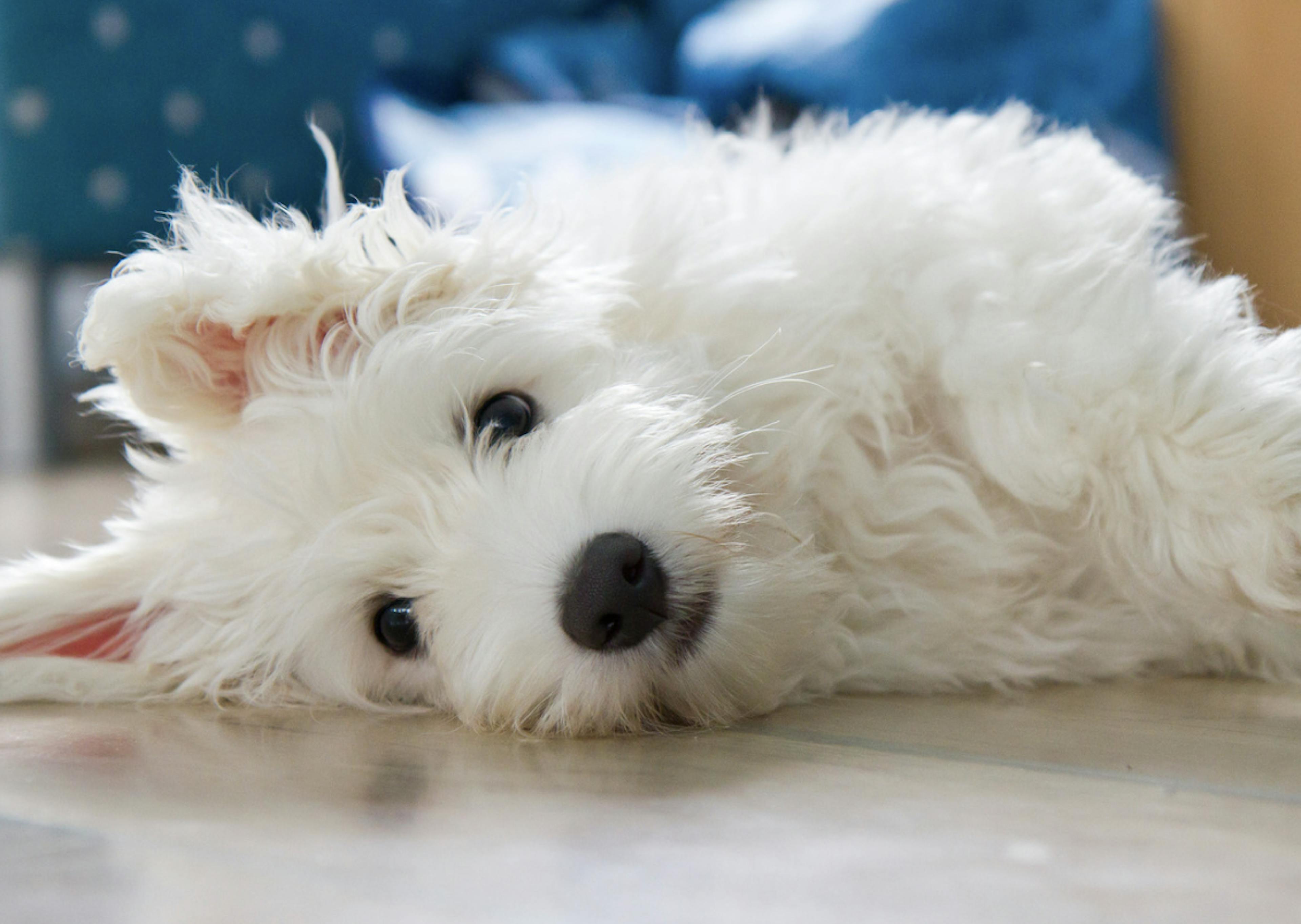 Petit Coton de Tuléar couché 