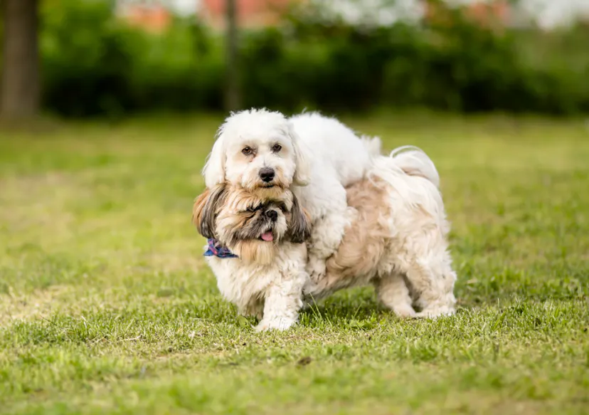 Coton de Tuléar qui joue avec un Shi Tzu
