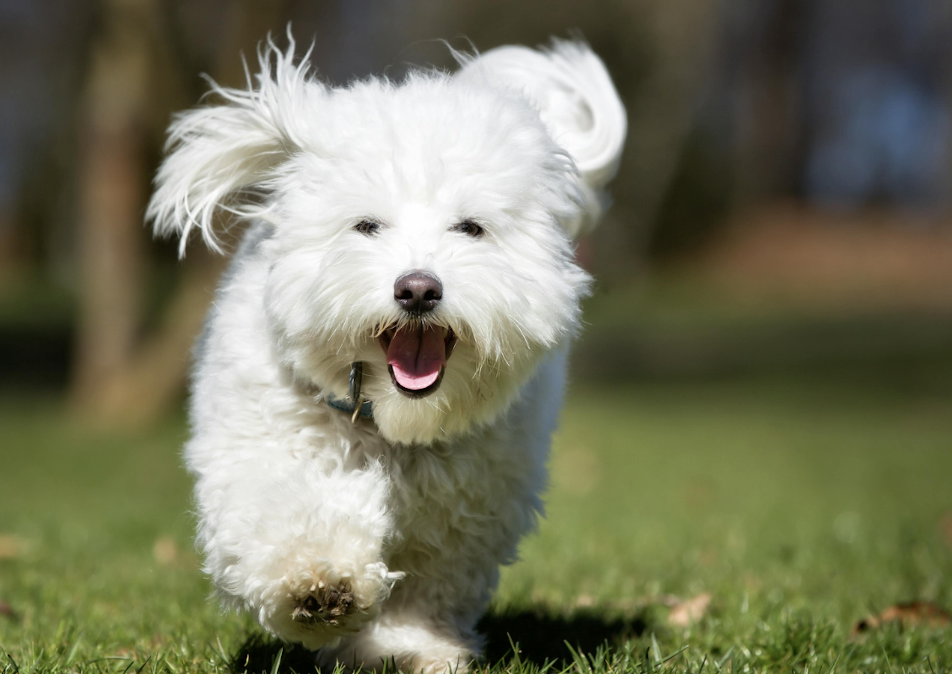 Coton de Tuléar qui joue dans l'herbe 