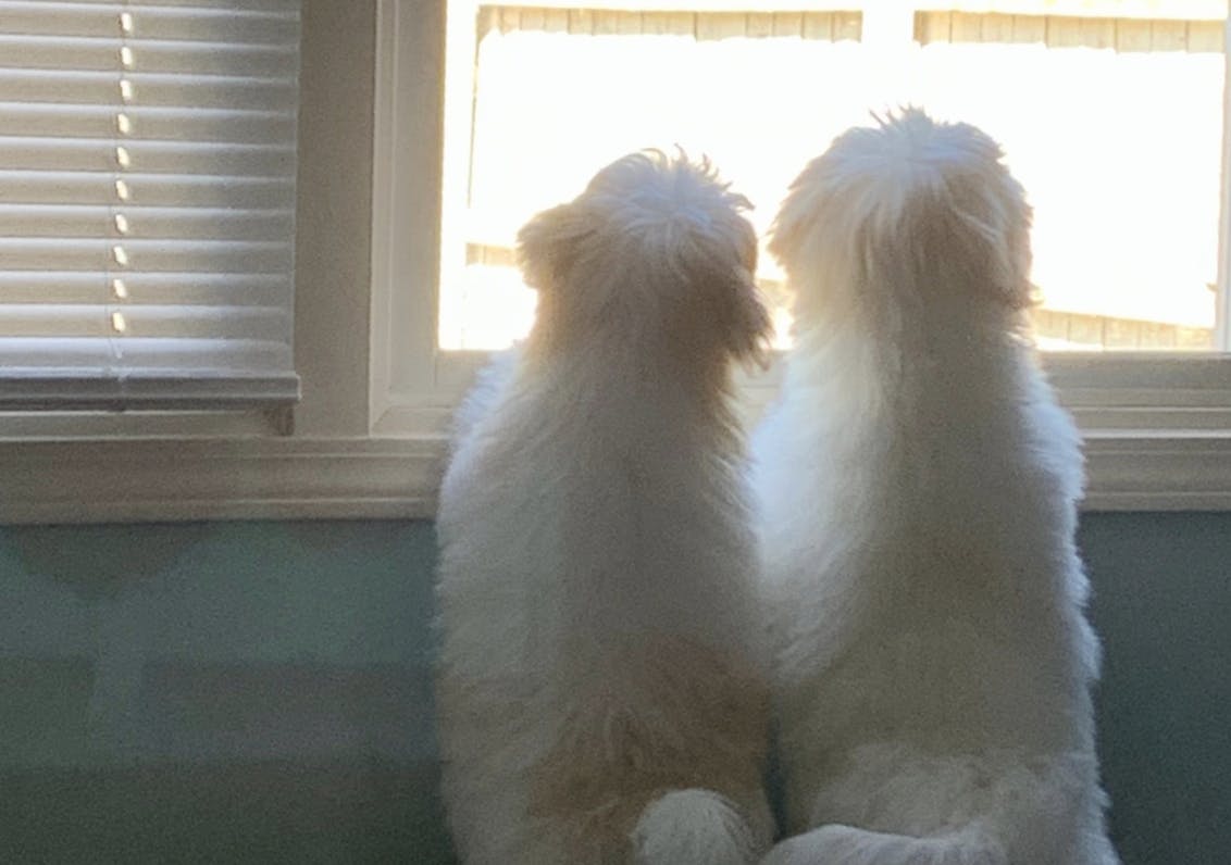 Deux Coton de Tuléar qui regardent par la fenêtre
