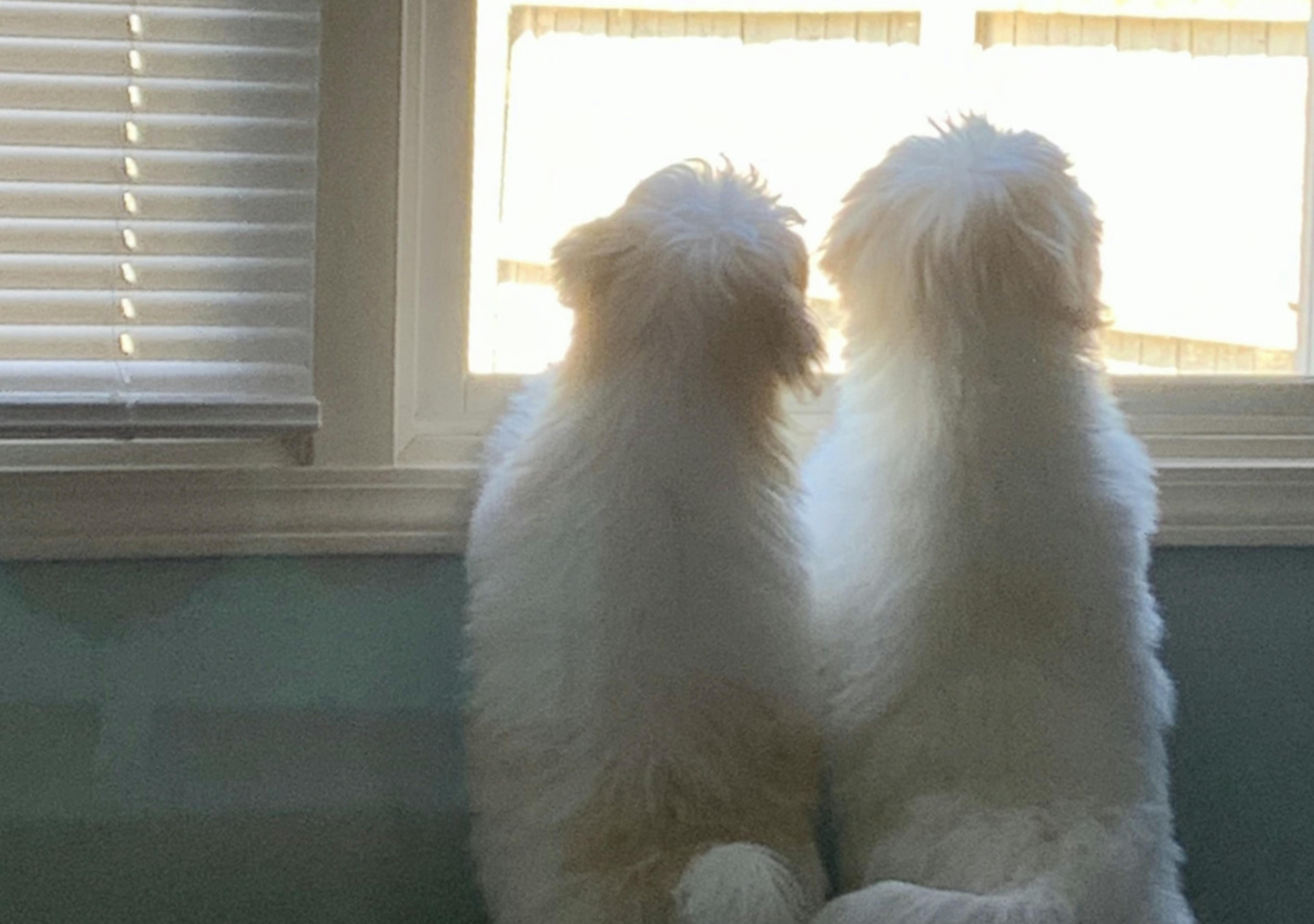 Deux Coton de Tuléar qui regardent par la fenêtre 
