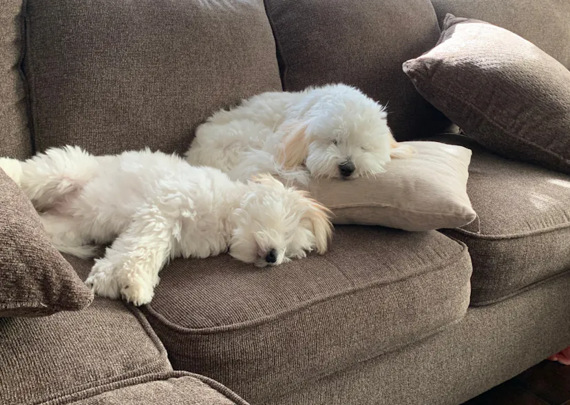 Deux Coton de Tuléar qui dorment sur le canapé