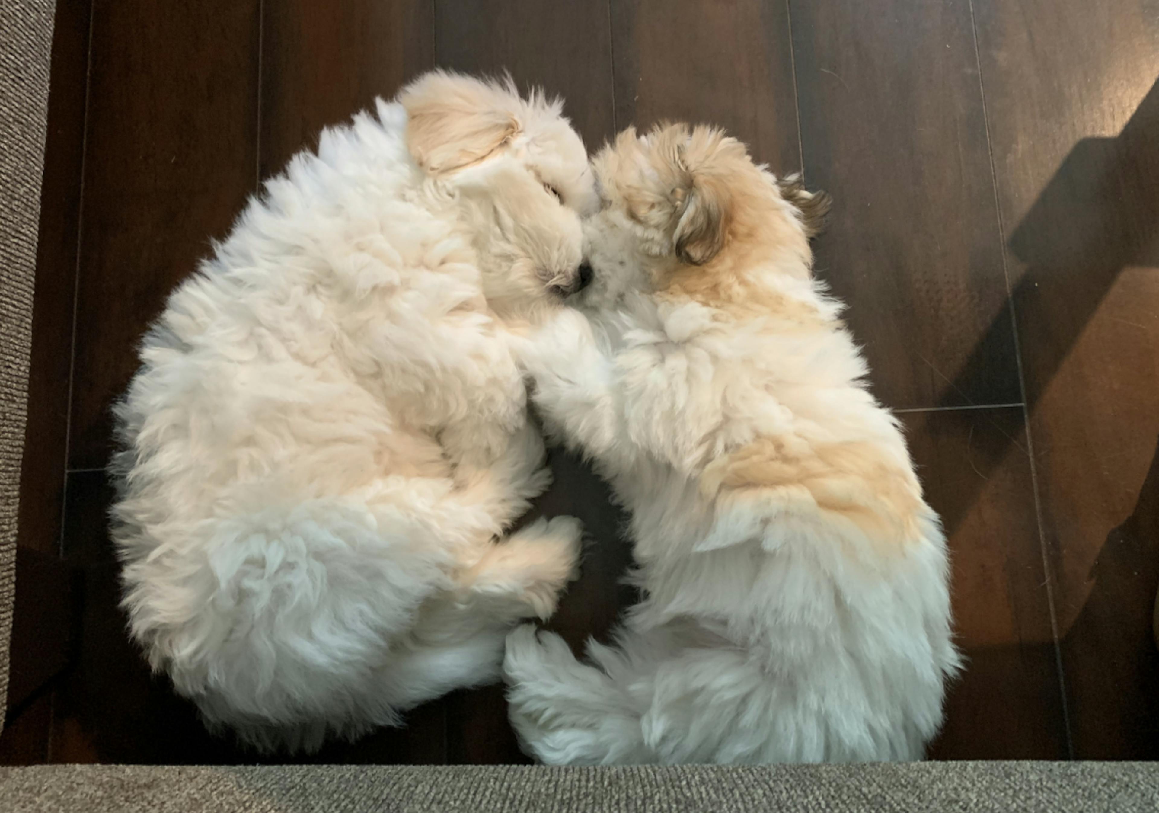 Deux Coton qui dorment en boule