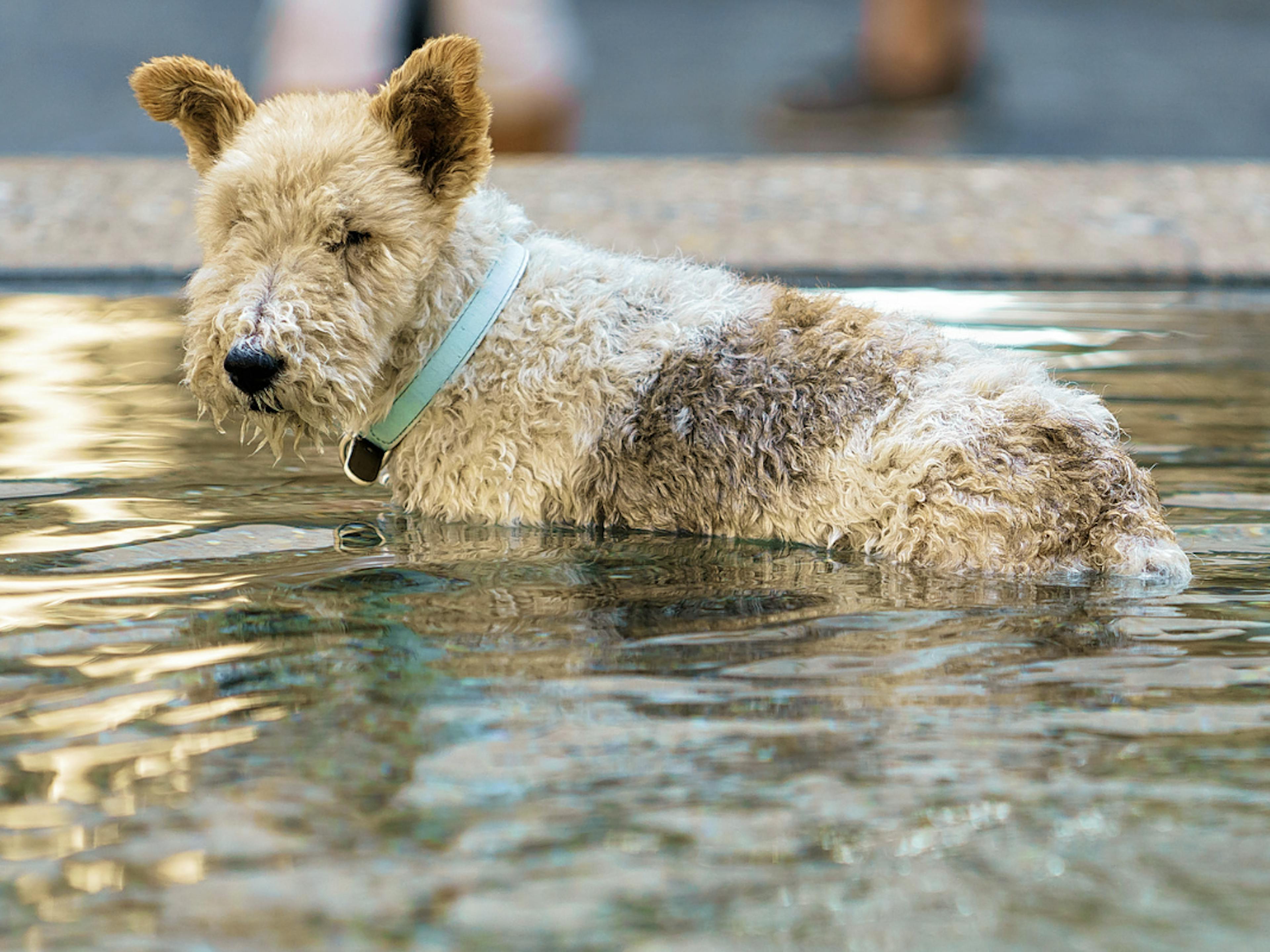 Fox Terrier qui se beigne dans l'eau 