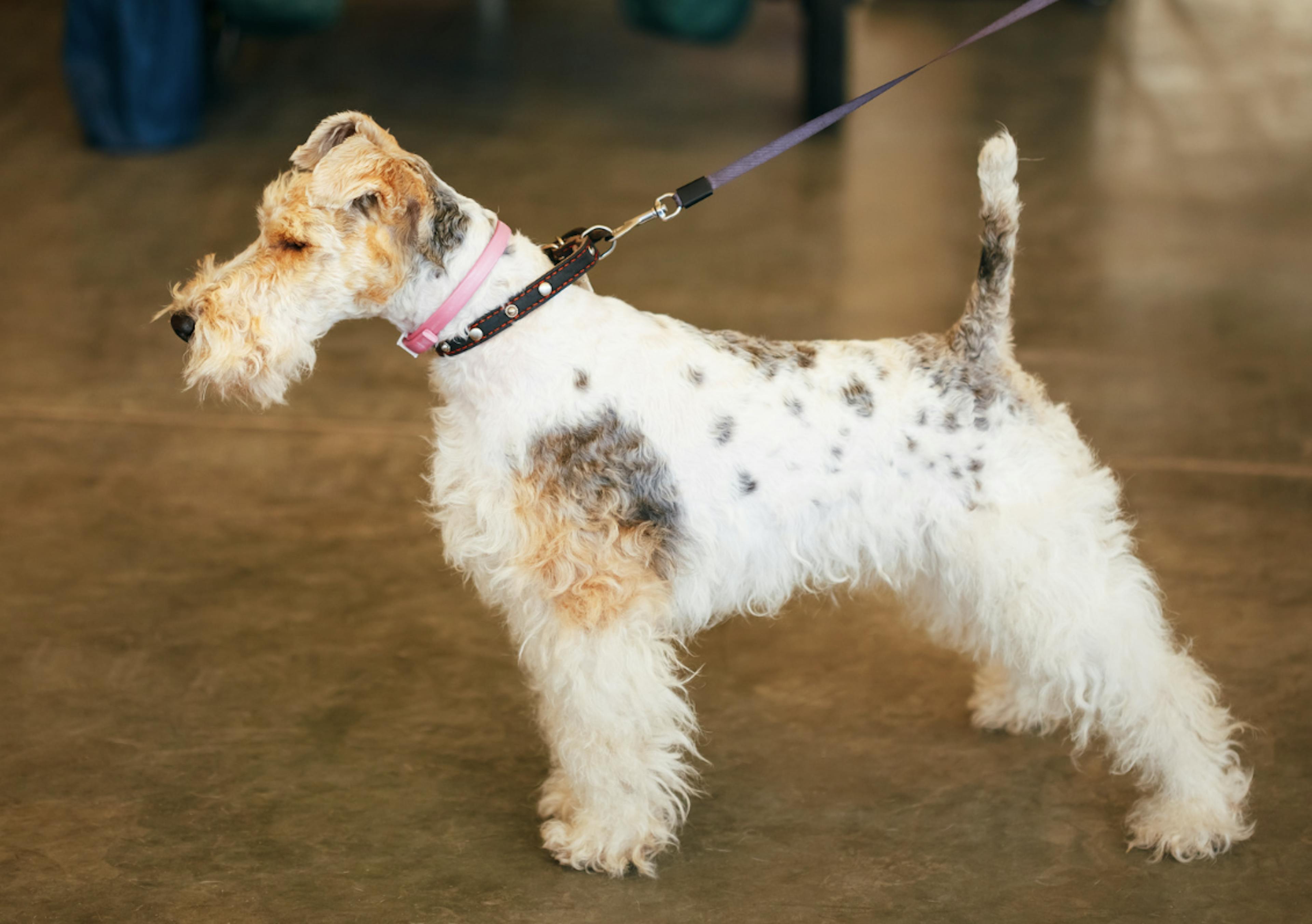 Fox Terrier tenu en laisse