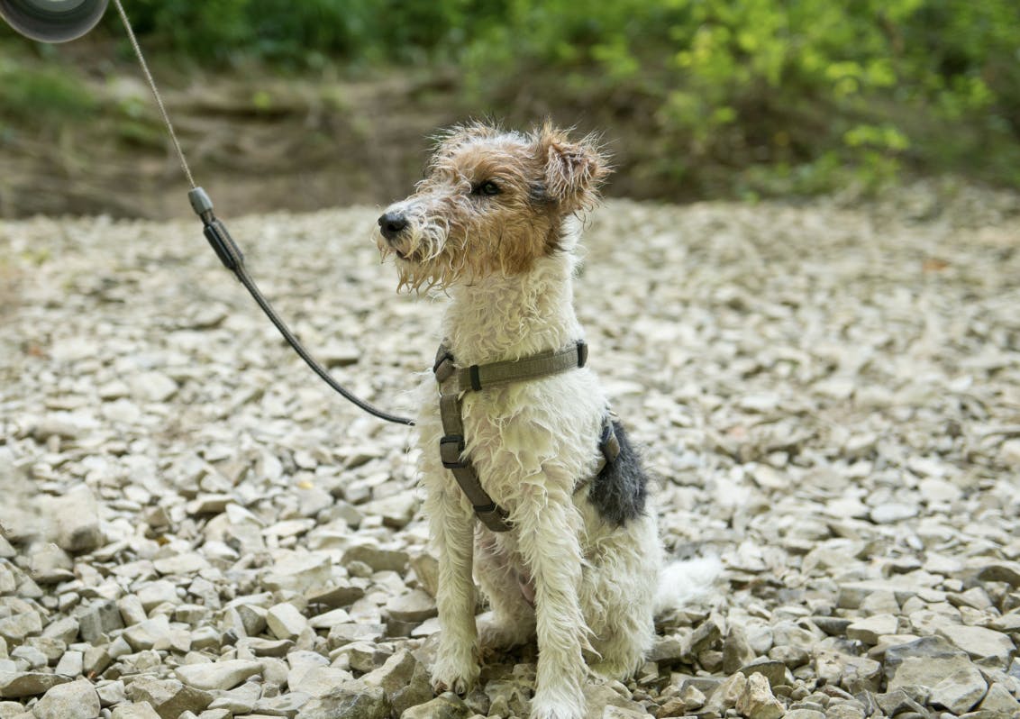 Fox Terrier assis et mouillé avec un joli harnais