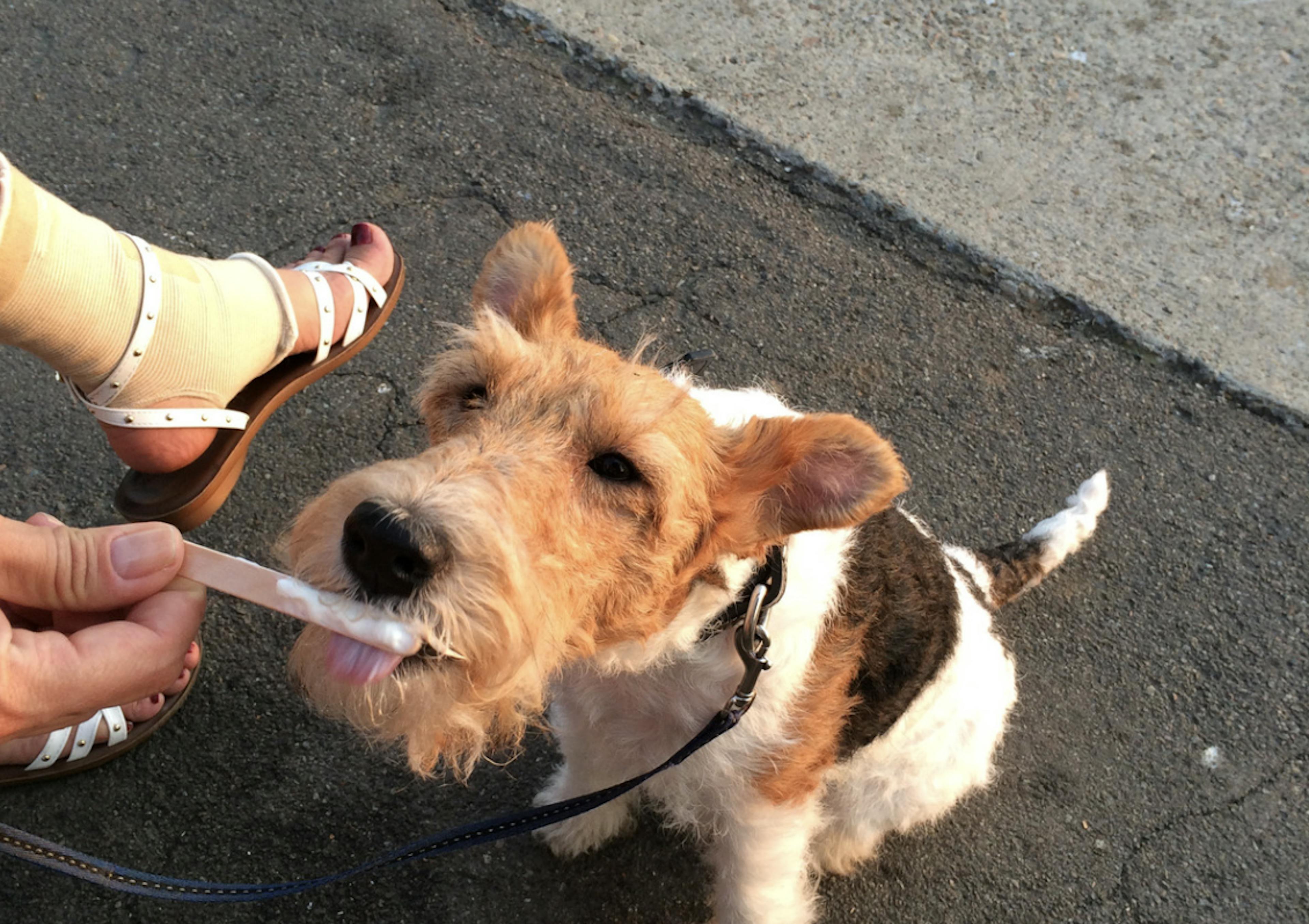 Fox Terrier qui mange une glace