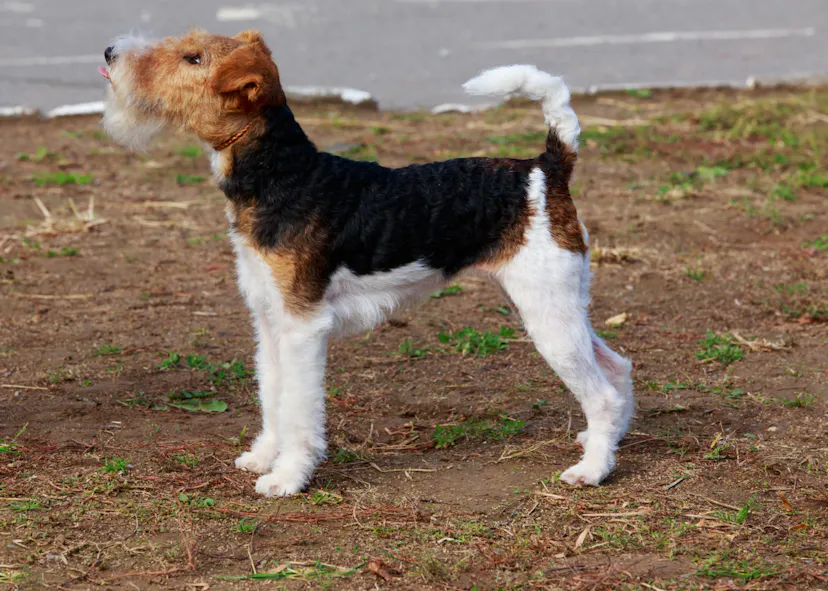 Fox Terrier attentif